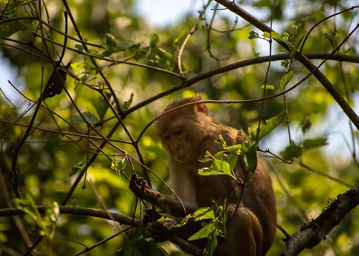 Hotel Tree Tops- A Serene Friendly Hotel In Sauraha